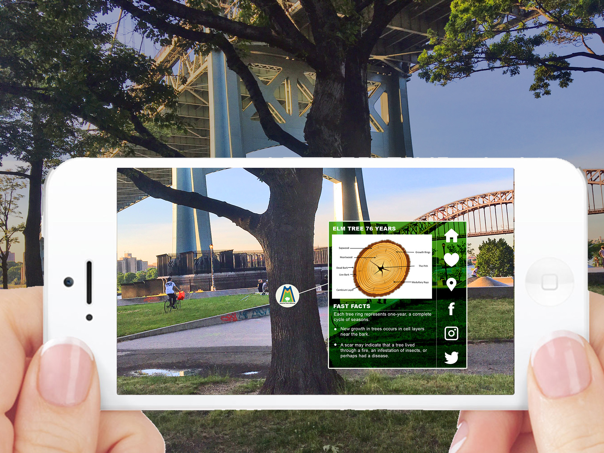 Augmented Reality Tree Ecology